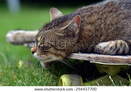 Tired cat on a skateboard