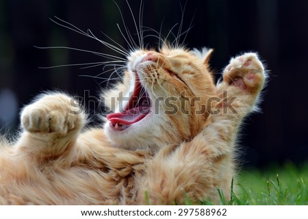 Similar – Image, Stock Photo Aggressive cat playing with a feather toy