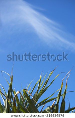 White clouds, blue sky and tree in the afternoon at the Sunshine Coast, QLD.