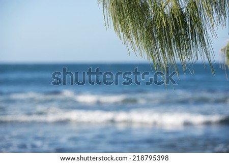 Beach in the afternoon with foliage at the Sunshine Coast, QLD.