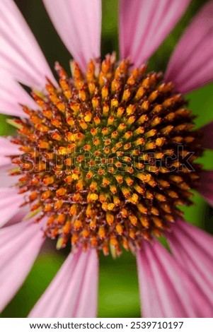 Similar – Image, Stock Photo Echinacea purpurea from North America, orange inflorescence