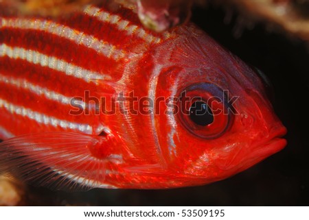 underwater image of colorful fishes