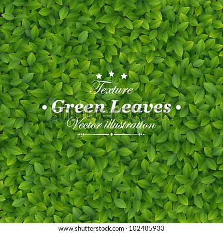 Green leaves texture. Vector illustration.