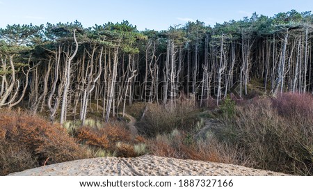 Similar – Image, Stock Photo Sandy Formby Beach  near Liverpool on a sunny day