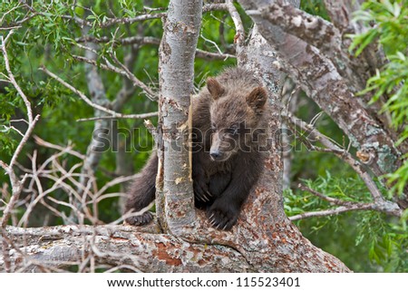 Bear cubs in Russia on the peninsula of Kamchatka