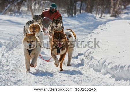 Race on a dog team in Russia on the peninsula of Kamchatka.