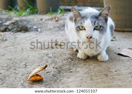 Cute straight face white gray cat