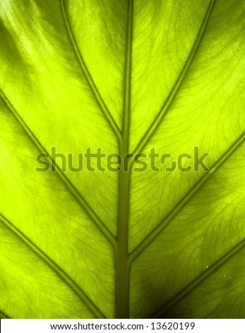 Green leaf detail
