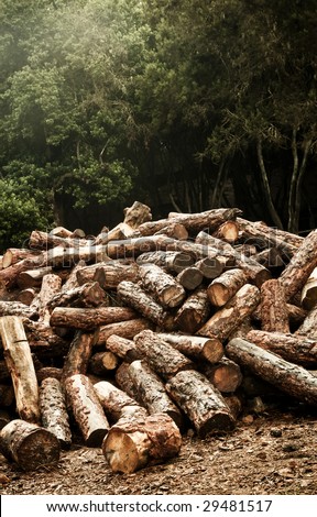 A forest and its future, a bunch of logs.