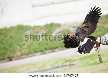 Eagle landing over its master leather glove.