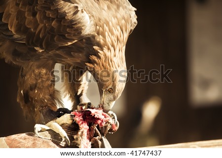 Royal eagle eating its hunting over its master glove.