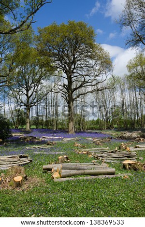 Logging in the bluebell wood