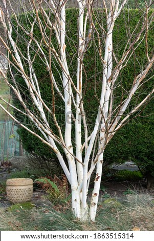 Silver Birch, Betula utilis  'jacquemontii' during winter Photo stock © 