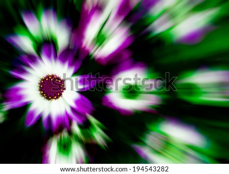Purple flower burst