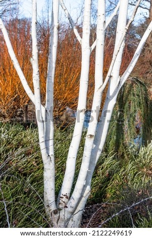Silver birch tree Betula utilis jacquemontii 'Doorenbos' Photo stock © 