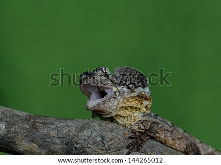 Australian frilled neck lizard