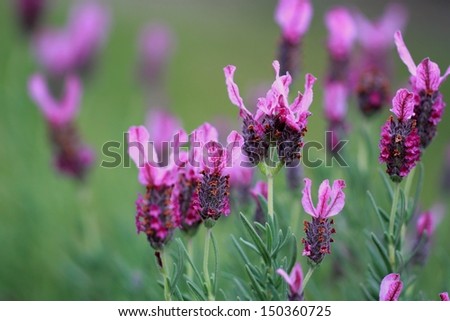 Lavender pink