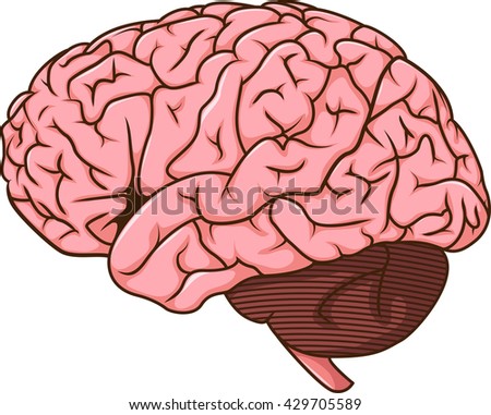 Cartoon Brain Outline clip art Free Vector / 4Vector