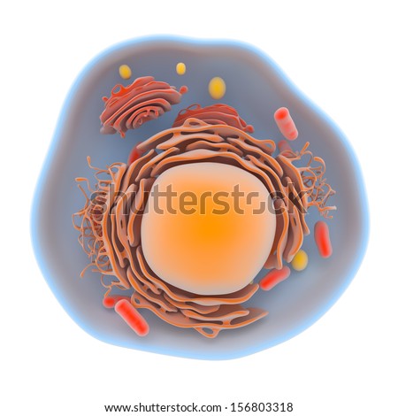 Illustration Showing The Internal Structure Of The Human Cell With The ...