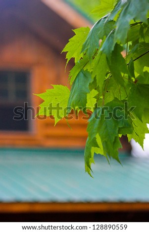 Maple Leaves at the Log Cabin