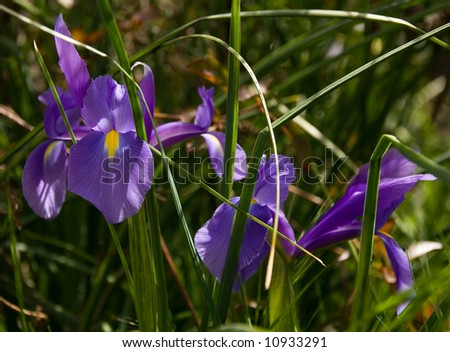 Wild irises in a green grass