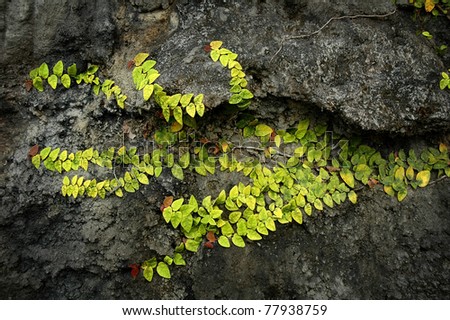 parasite plant on rock
