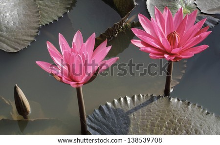 Life cycle of lotus flower,Metaphors from natural