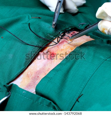 Vet closing a wound during surgery,step of dog surgery
