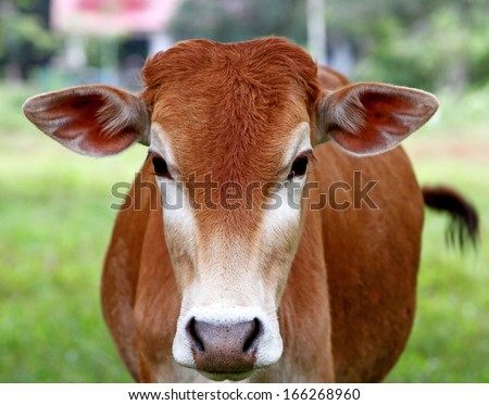 red cow face