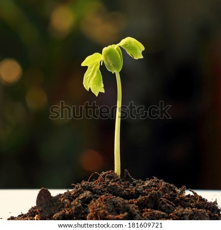 Seedling growth in light ray