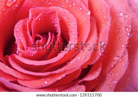 Pink rose petals with water drops. Macro shot