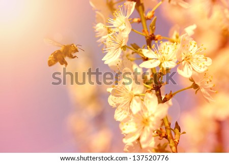 Sun-kissed plum blossom with bee, horizontal