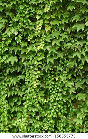 Wall of wild grape leafs, detail