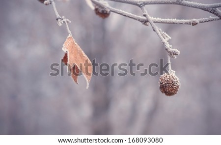 Plane tree seed ball and leaf at winter, detail