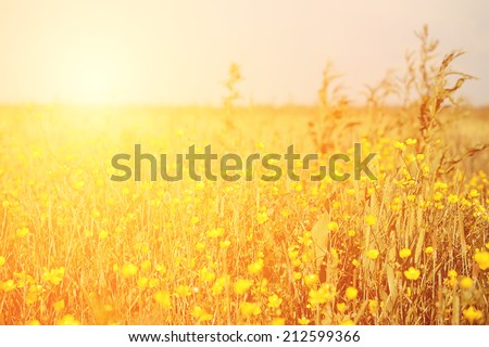 Vintage photo of yellow flower field on a sunny day
