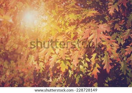 Abstract foliage background, beautiful tree branch in autumnal forest, bright warm sun light.