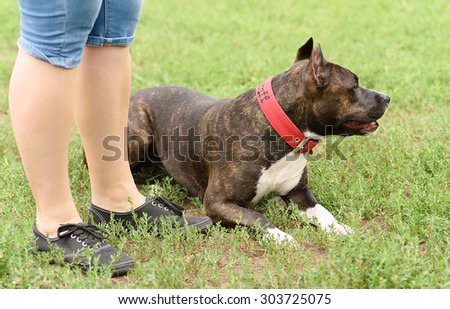 Staffordshire bull terrier with owner, detail