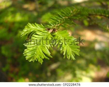 Green needle leaves in spring