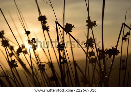 Contrast silhouettes field grass and plants at the sunrise with sun behind them