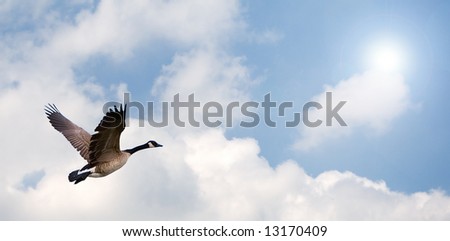 One Goose flying, with a bright background.