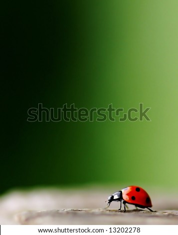 Bright red Lady Bug with green background.
