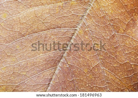 Close up of dry Leaf. Macro of Organic Background.