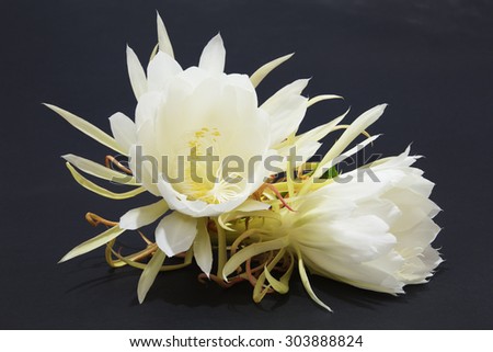 Two Cactus Blossoms on Black Background, Shallow Depth of Field. Orchid Cactus Queen of the Night, Epiphyllum Oxypetalum.