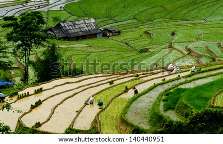 Beautiful terraced rice field landscape in water season in Sapa, Lao cai province, Vietnam