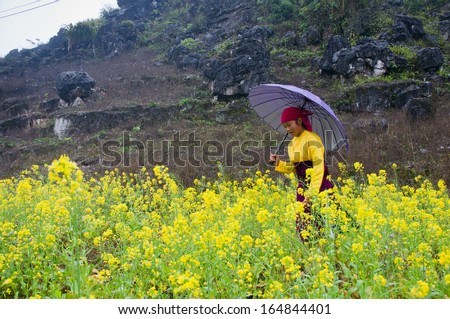 HAGIANG, VIETNAM, FEBRUARY 15: Unidentified ethnic minority girl in a field of rapeseed flower on February 15, 2013 in Hagiang, Vietnam. Hagiang is a northernmost province in Vietnam