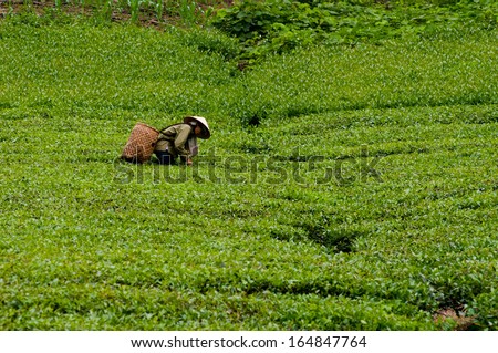 YENBAI, VIETNAM, SEPTEMBER 30: A farmer is working in tea hill  on September 30, 2013 in Yenbai, Vietnam. Yenbai is a province famous for tea in Vietnam.