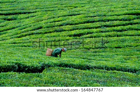 YENBAI, VIETNAM, SEPTEMBER 30: A farmer is working in tea hill  on September 30, 2013 in Yenbai, Vietnam. Yenbai is a province famous for tea in Vietnam.