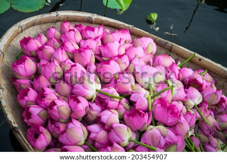 A boat of lotus flower in West Lake, Hanoi, Vietnam. This flowers are scented with tea to make a kind of tea called lotus-tea