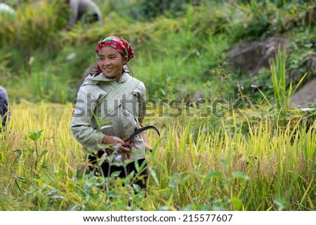LAOCAI, VIETNAM, SEP 2: Unidentified H\'mong ethnic minority woman work in terraced rice field on September 2, 2014 in Laocai, Vietnam. H\'mong is the 8th largest ethnic group in Vietnam.