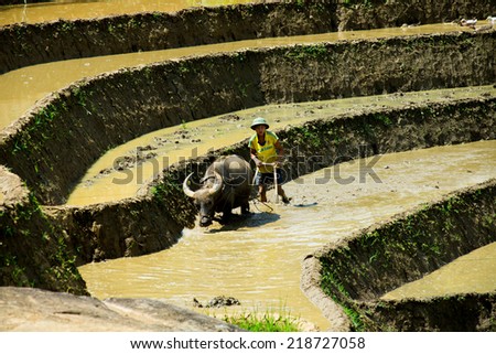 SAPA, VIETNAM, JUNE 10: Unidentified H\'mong ethnic minority farmers work in terraced rice field on June 10, 2014 in Sapa, Vietnam. H\'mong is the 8th largest ethnic group in Vietnam.